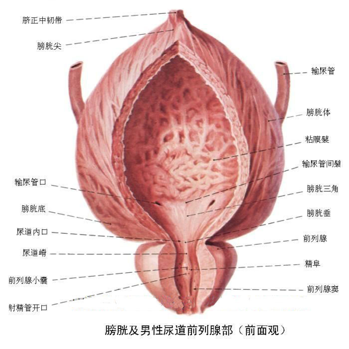 引发膀胱炎的诱因有哪些