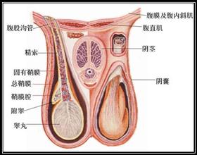 睾丸炎预防应该采取哪些措施