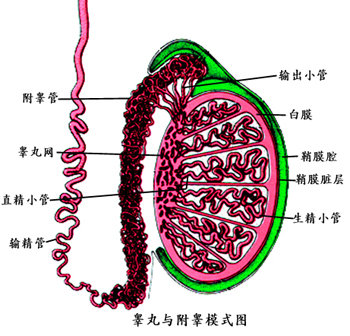 导致男性睾丸炎的原因有那些