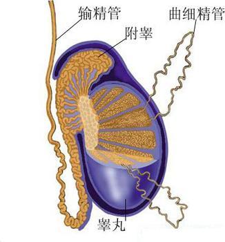 钦州男性患上睾丸炎有哪些症状